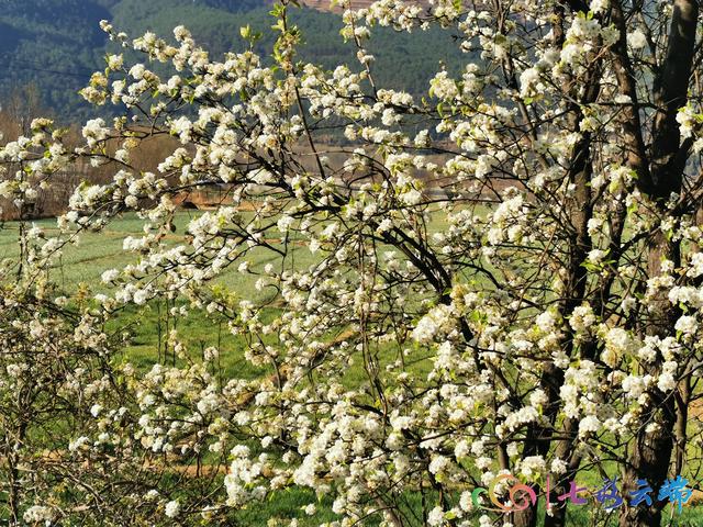 “春雪”與“春花”在迪慶相遇