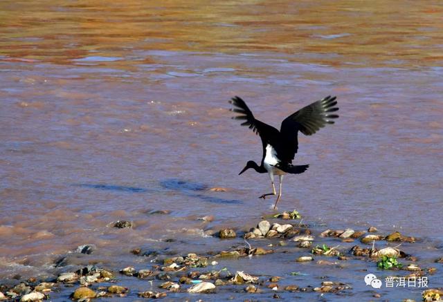 快圍觀！“鳥中大熊貓”黑鸛現(xiàn)身景東，被“拍鳥達(dá)人”拍到