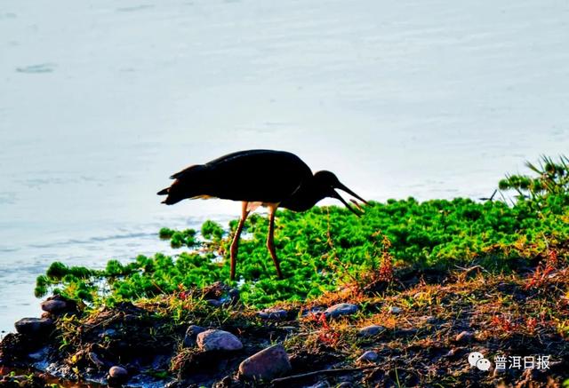 快圍觀！“鳥中大熊貓”黑鸛現(xiàn)身景東，被“拍鳥達(dá)人”拍到