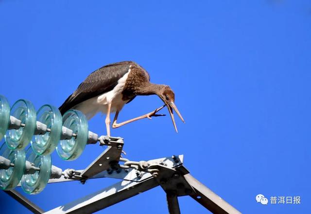 快圍觀！“鳥中大熊貓”黑鸛現(xiàn)身景東，被“拍鳥達(dá)人”拍到