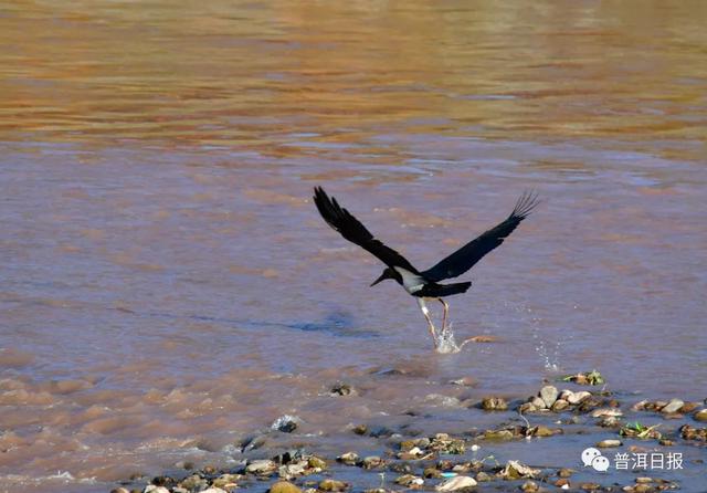 快圍觀！“鳥中大熊貓”黑鸛現(xiàn)身景東，被“拍鳥達(dá)人”拍到