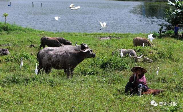 快圍觀！“鳥中大熊貓”黑鸛現(xiàn)身景東，被“拍鳥達(dá)人”拍到