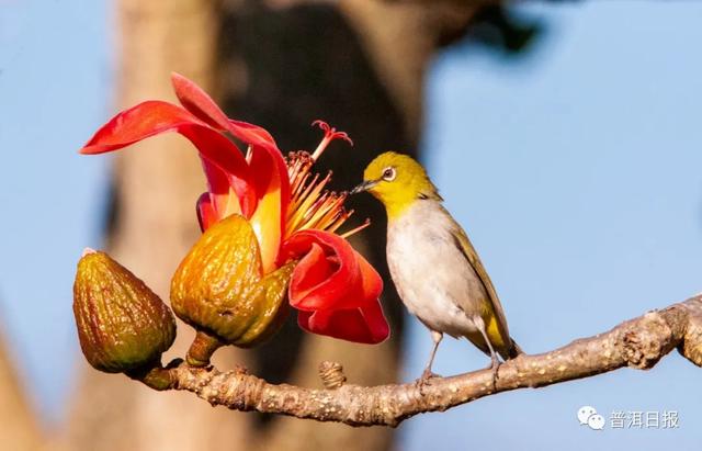 快圍觀！“鳥中大熊貓”黑鸛現(xiàn)身景東，被“拍鳥達(dá)人”拍到