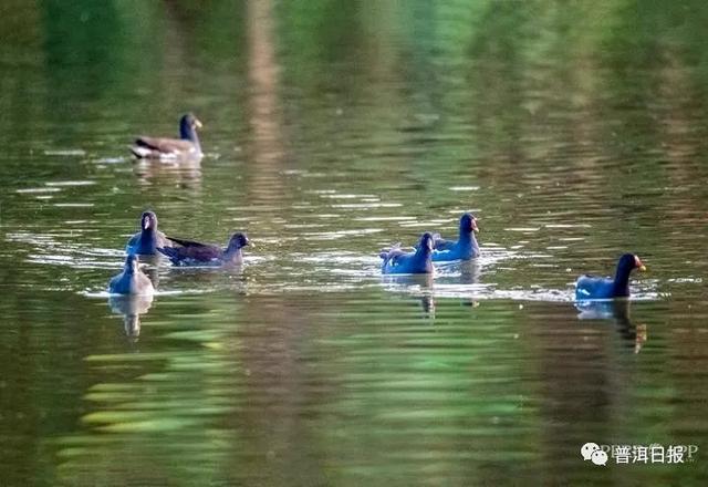 快圍觀！“鳥中大熊貓”黑鸛現(xiàn)身景東，被“拍鳥達(dá)人”拍到