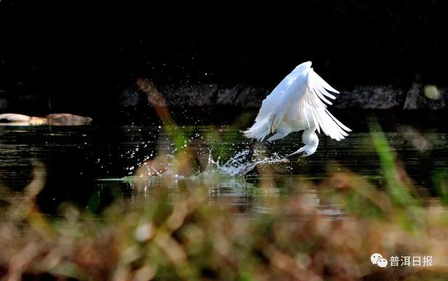 快圍觀！“鳥中大熊貓”黑鸛現(xiàn)身景東，被“拍鳥達(dá)人”拍到
