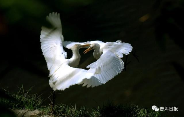 快圍觀！“鳥中大熊貓”黑鸛現(xiàn)身景東，被“拍鳥達(dá)人”拍到