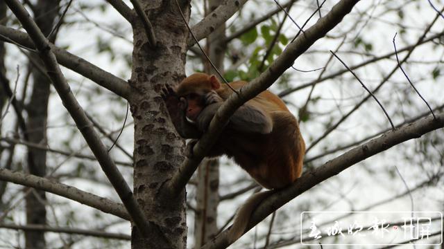 上躥下跳，攆雞逗狗！“潑猴”下山撒野，大鬧騰沖一居民社區(qū)……