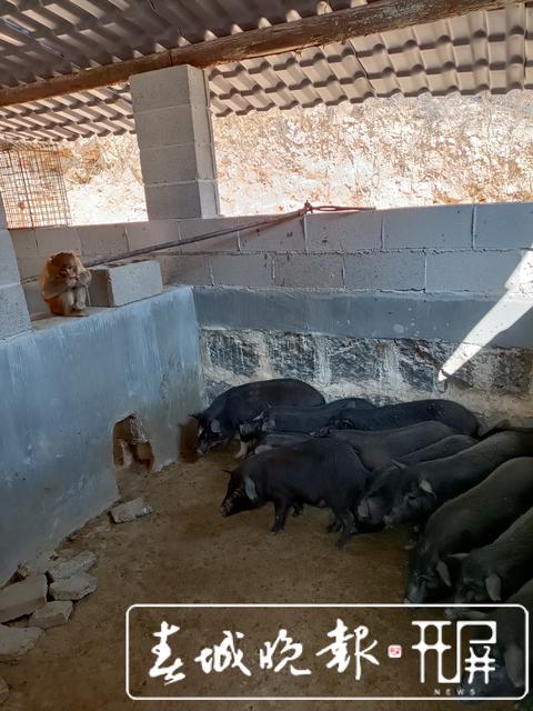 上躥下跳，攆雞逗狗！“潑猴”下山撒野，大鬧騰沖一居民社區(qū)……