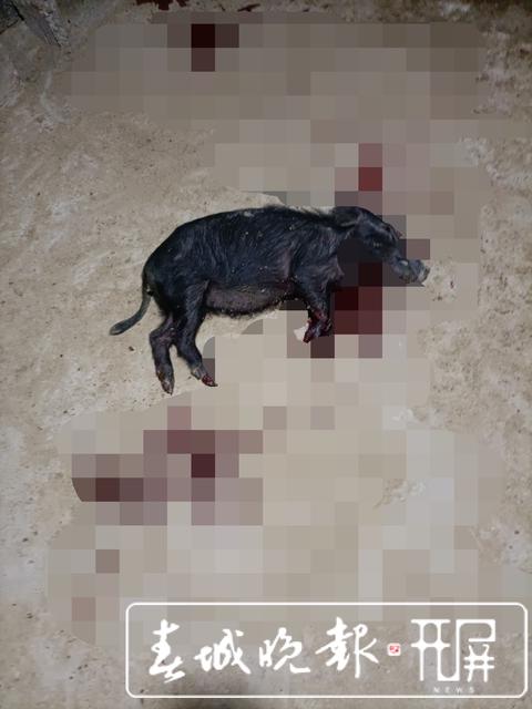 上躥下跳，攆雞逗狗！“潑猴”下山撒野，大鬧騰沖一居民社區(qū)……