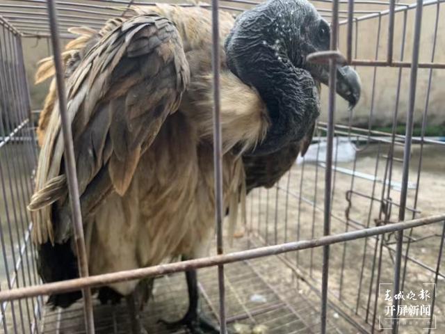 罕見！云南首次發(fā)現(xiàn)極度瀕危物種細嘴兀鷲