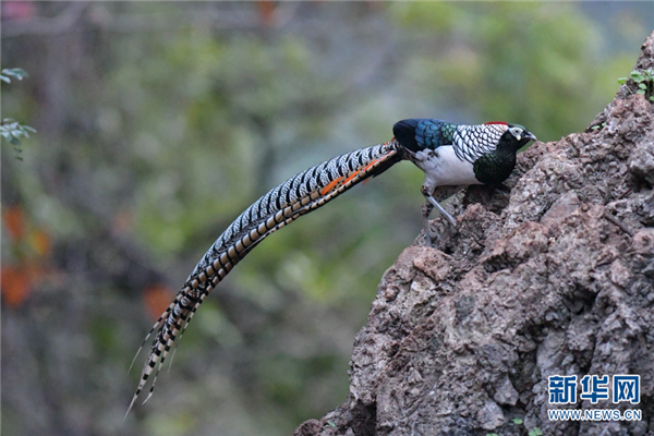 139760820_16140619226241n_副本 139760820_16140619226241n_副本