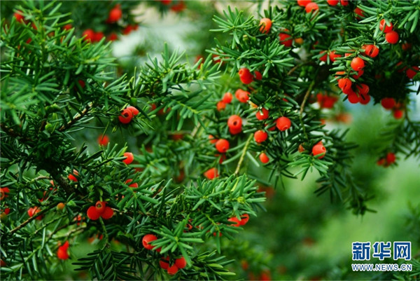 139760820_16140619232451n_副本 139760820_16140619232451n_副本