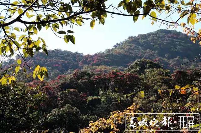 云吧｜龍陵古城山：杜鵑盛開遍山紅，古道悠悠春意濃