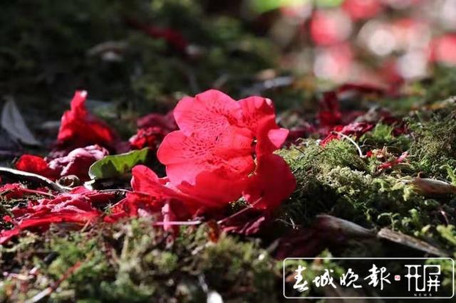 云吧｜龍陵古城山：杜鵑盛開遍山紅，古道悠悠春意濃