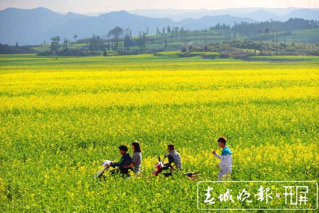 邂逅最美的春天｜曲靖近的遠的絕美油菜花開成海