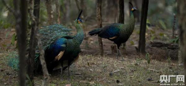 世界野生動植物日:聆聽林間綠孔雀的聲音 世界野生動植物日:聆聽林間綠孔雀的聲音