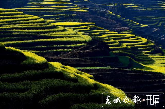 百萬畝油菜花開出千萬種姿態(tài)！此刻，最美的羅平等你來