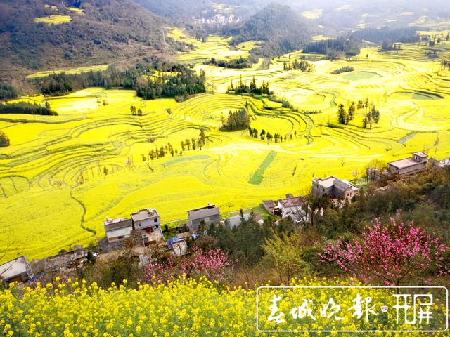 百萬畝油菜花開出千萬種姿態(tài)！此刻，最美的羅平等你來