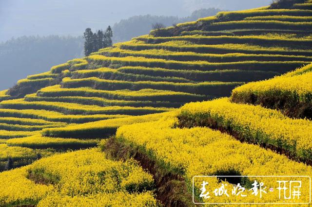 百萬畝油菜花開出千萬種姿態(tài)！此刻，最美的羅平等你來