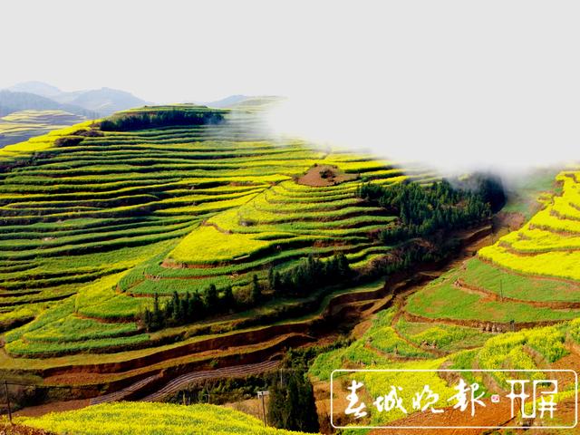 百萬畝油菜花開出千萬種姿態(tài)！此刻，最美的羅平等你來