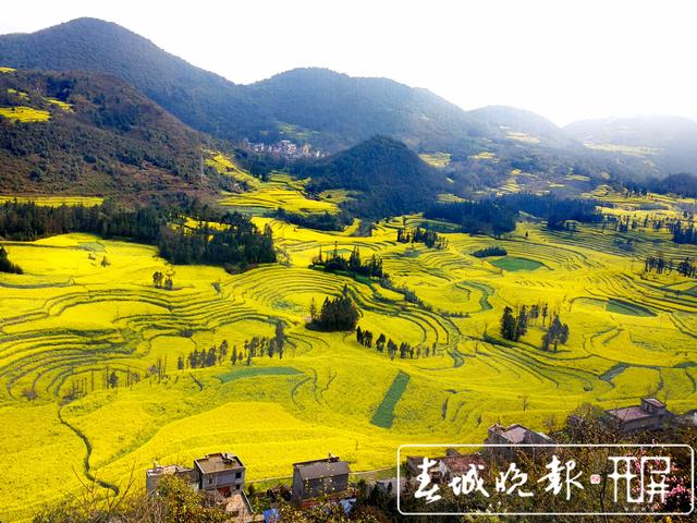 百萬畝油菜花開出千萬種姿態(tài)！此刻，最美的羅平等你來