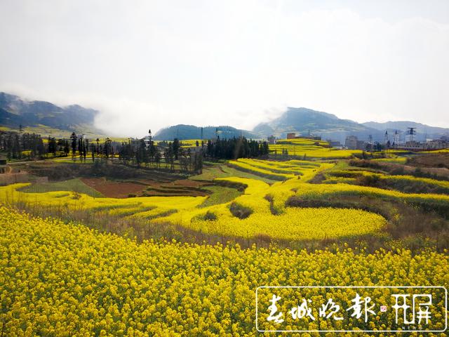 百萬畝油菜花開出千萬種姿態(tài)！此刻，最美的羅平等你來