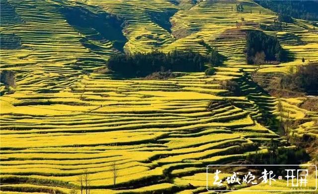 百萬畝油菜花開出千萬種姿態(tài)！此刻，最美的羅平等你來