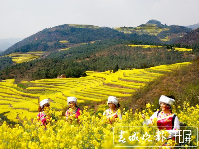 百萬畝油菜花開出千萬種姿態(tài)！此刻，最美的羅平等你來