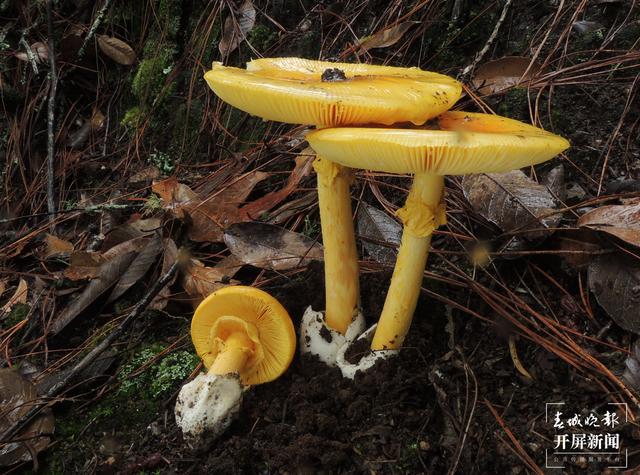 昆明植物研究所發(fā)現(xiàn)3個罕見菌寄生真菌新物種