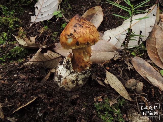 昆明植物研究所發(fā)現(xiàn)3個罕見菌寄生真菌新物種