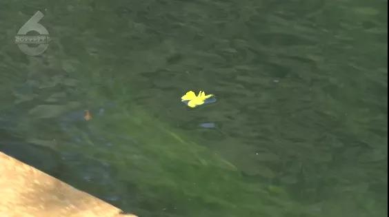 昆明盤龍江里有人栓繩遛娃