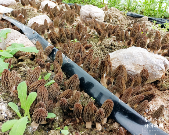 昆明植物研究所選育2個羊肚菌新品種（中國科學(xué)院昆明植物研究所供圖）