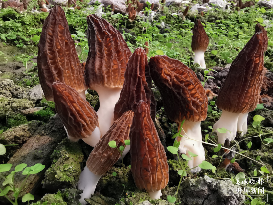 昆明植物研究所選育2個羊肚菌新品種（中國科學(xué)院昆明植物研究所供圖）