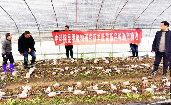 昆明植物研究所選育2個羊肚菌新品種（中國科學(xué)院昆明植物研究所供圖）
