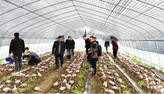 昆明植物研究所選育2個羊肚菌新品種（中國科學(xué)院昆明植物研究所供圖）
