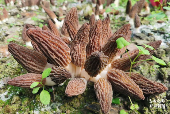 昆明植物研究所選育2個羊肚菌新品種（中國科學(xué)院昆明植物研究所供圖）