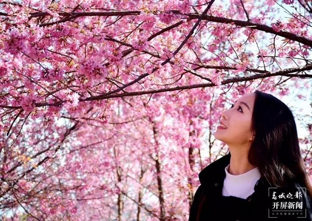 花都開(kāi)好了，踏青賞春去！云南賞花游迎來(lái)“高光時(shí)刻” 朱婉琪 攝