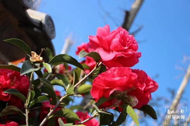 花都開(kāi)好了，踏青賞春去！云南賞花游迎來(lái)“高光時(shí)刻” 朱婉琪 攝