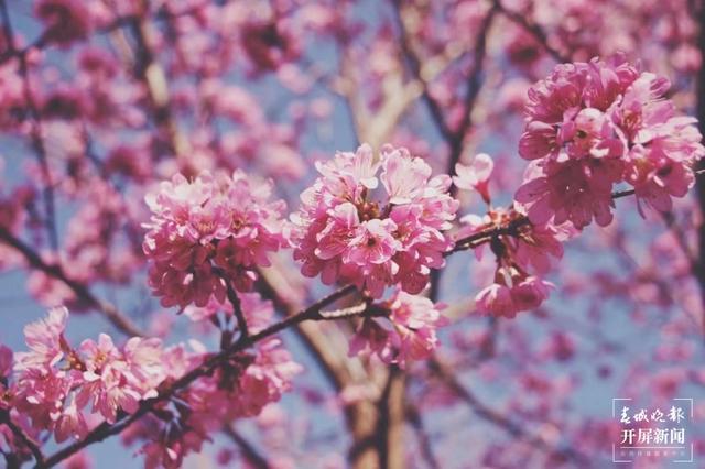 花都開(kāi)好了，踏青賞春去！云南賞花游迎來(lái)“高光時(shí)刻” 朱婉琪 攝