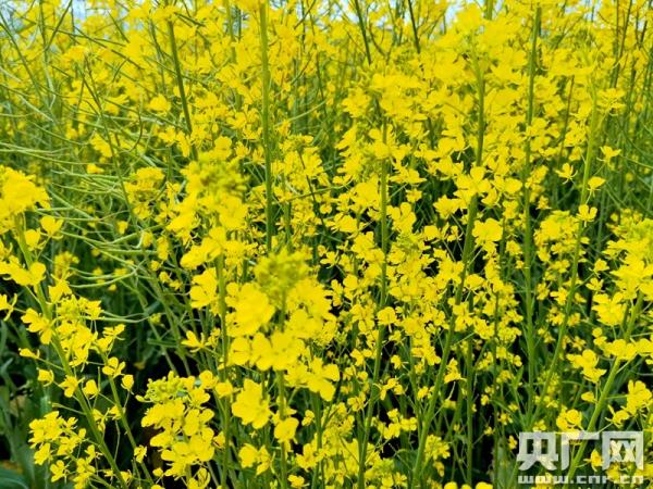 組圖：坐著高鐵去踏青 一路賞遍云南花