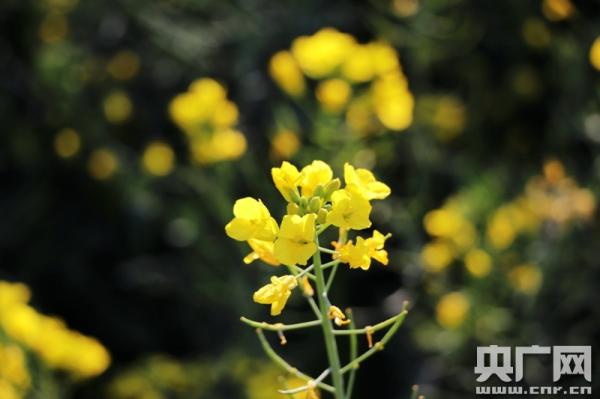 組圖：坐著高鐵去踏青 一路賞遍云南花