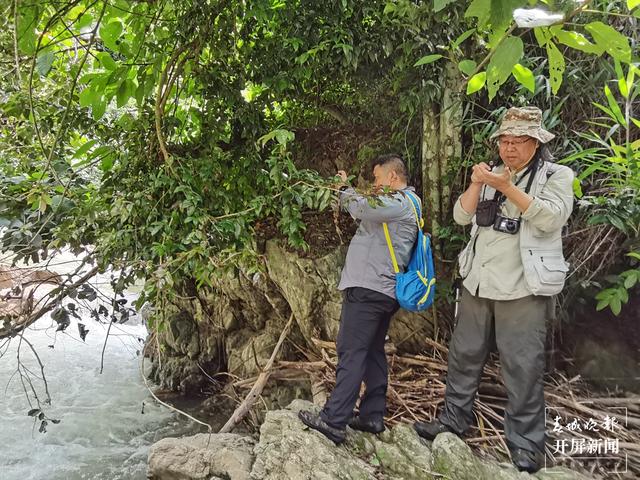 云南文山發(fā)現植物新種云南管蕊茶
