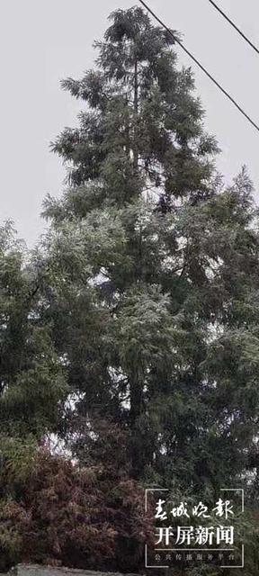 昭通多地今日下雪，叫冷聲一片，請注意防寒抗旱！