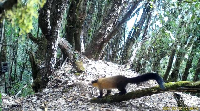 多種國家二級保護(hù)野生動物頻繁打卡保山昌寧