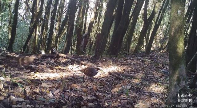 多種國家二級保護(hù)野生動物頻繁打卡保山昌寧