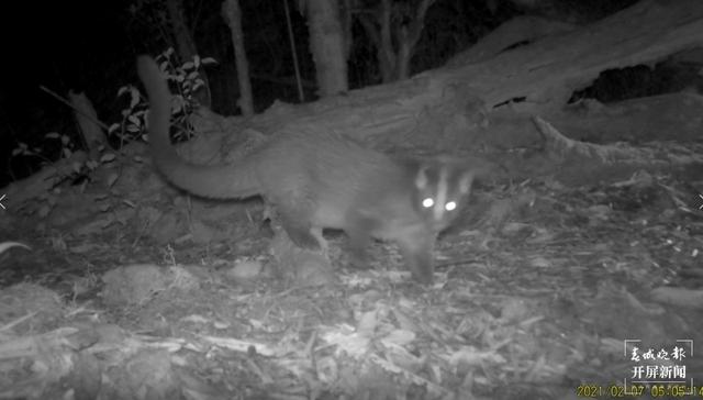 多種國家二級保護(hù)野生動物頻繁打卡保山昌寧