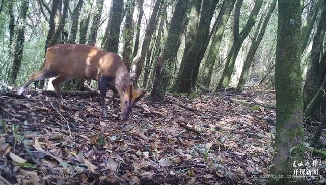 多種國家二級保護(hù)野生動物頻繁打卡保山昌寧