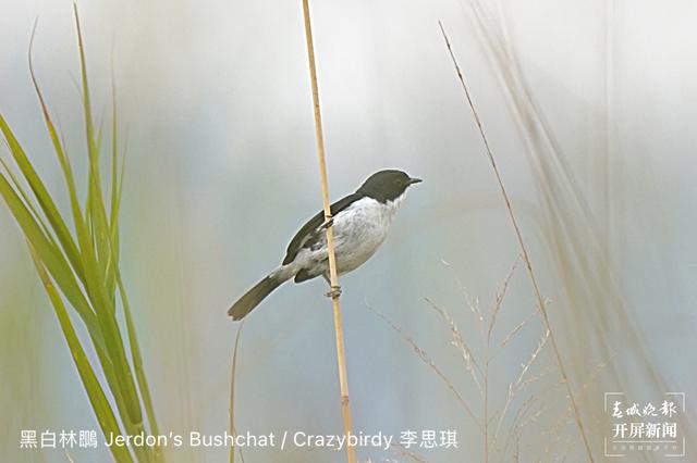 云南盈江記錄到黑白林?影像資料