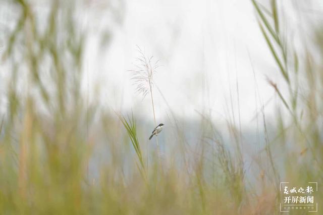 云南盈江記錄到黑白林?影像資料
