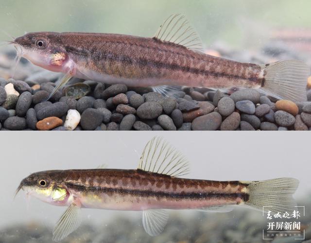 云南南澗無(wú)量山保護(hù)區(qū)發(fā)現(xiàn)中國(guó)魚類新種——川河云南鰍